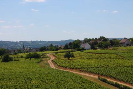 Vignes du domaine Chamirey