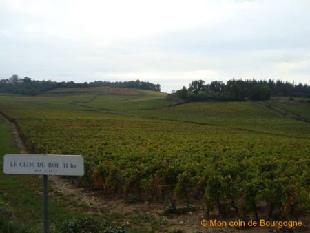 Vignes à Mercurey