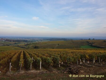 Les vignes en automne