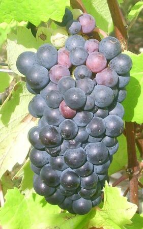 Raisin pinot noir