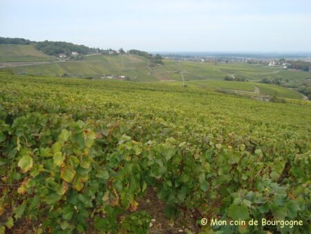 Vignes à Montagny